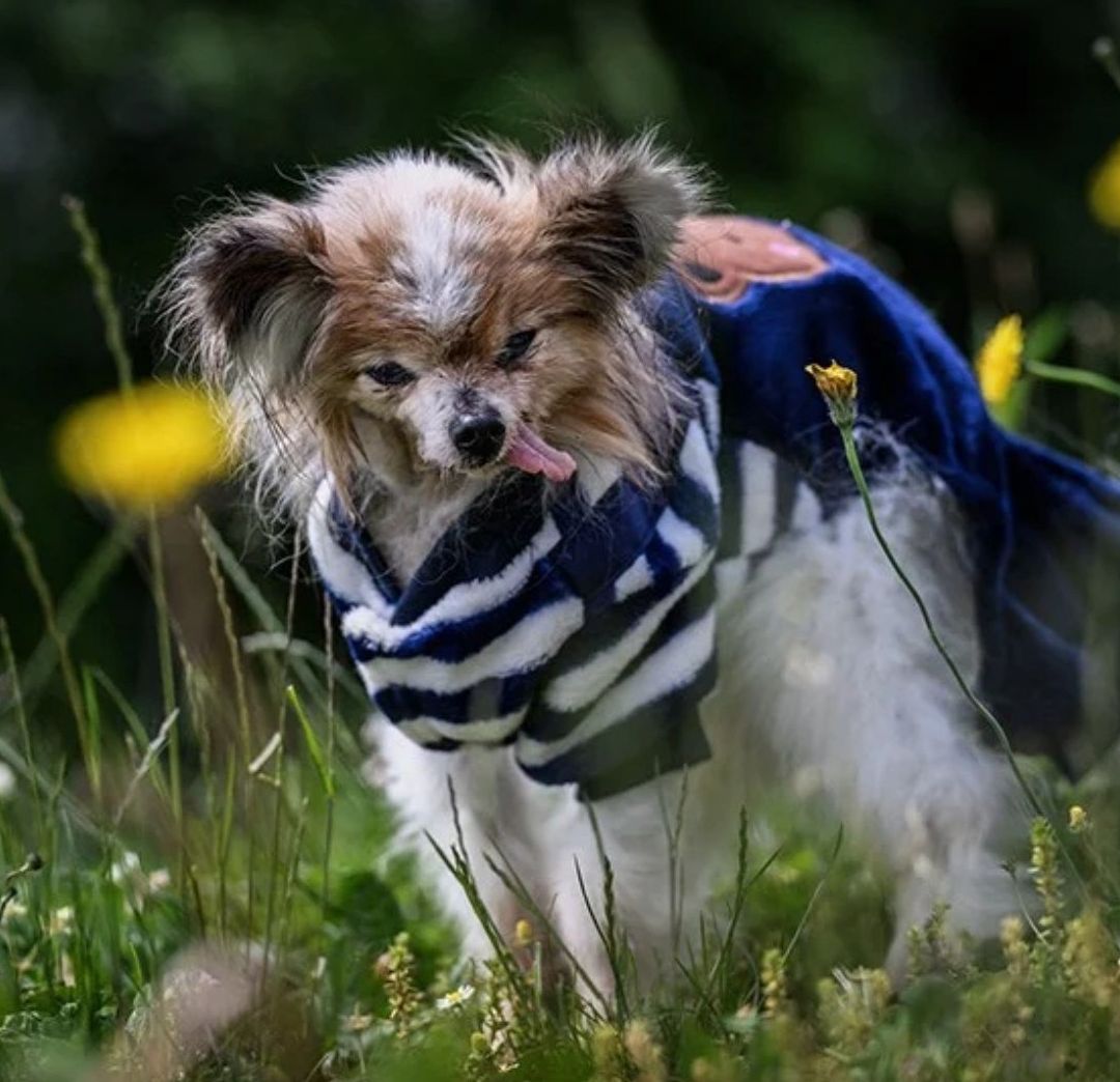 "Lazare", Considerado el Perro Más Viejo del Mundo, Murió a los 30 años