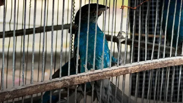 Aves rescatadas. Foto: Profepa