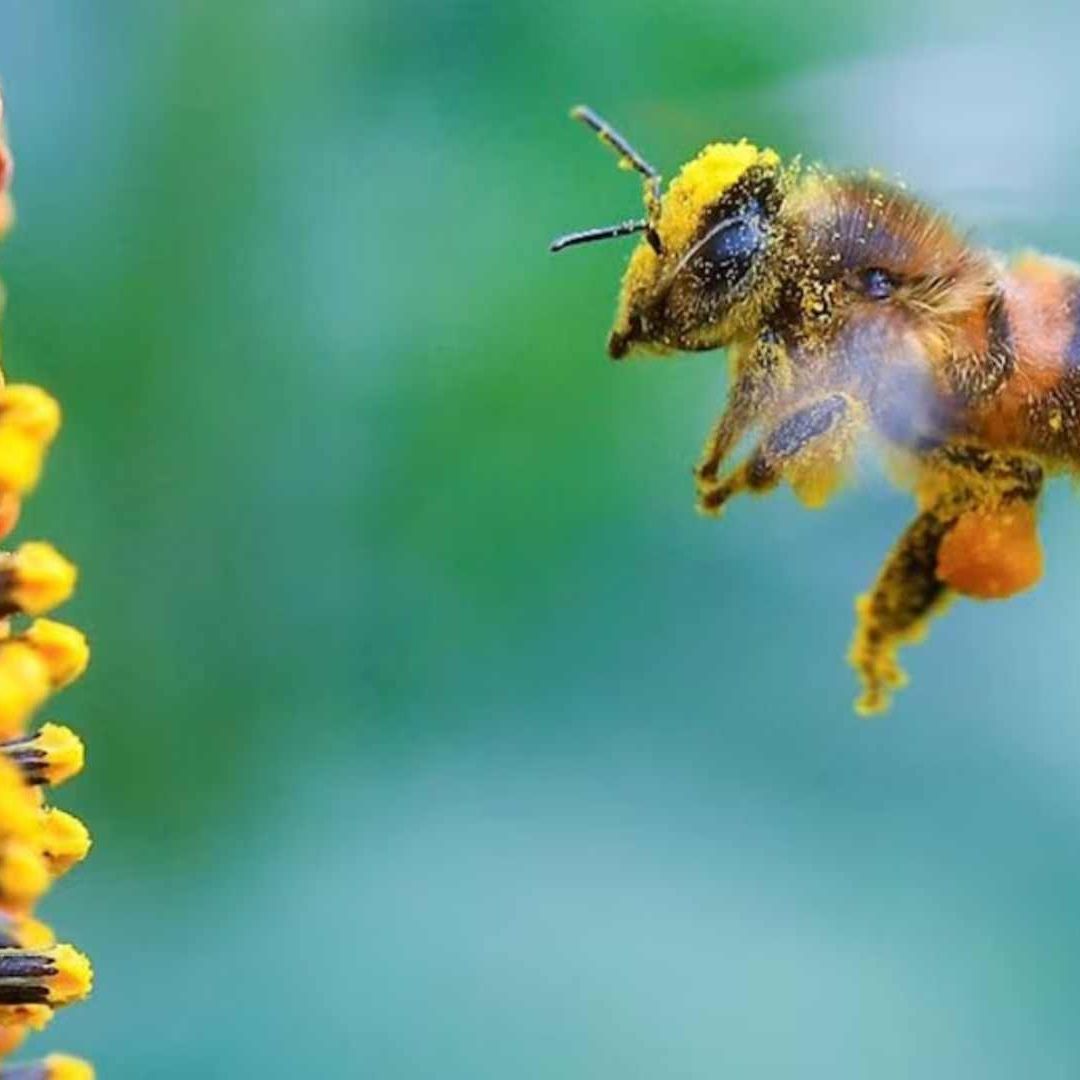 ¿Cómo Prevenir un Ataque de Abejas? Foto: AFP