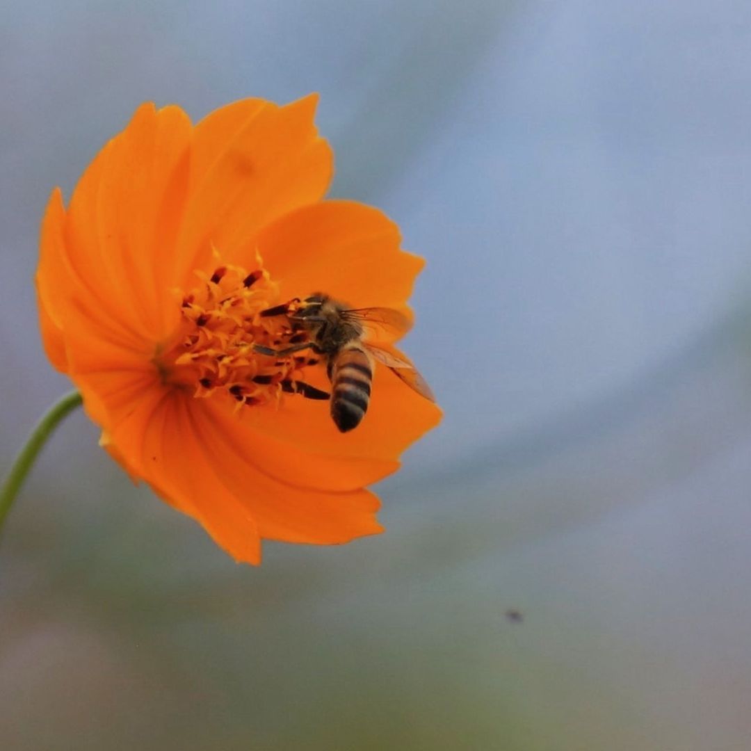 ¿Por qué hay tantos ataques de abejas en México?