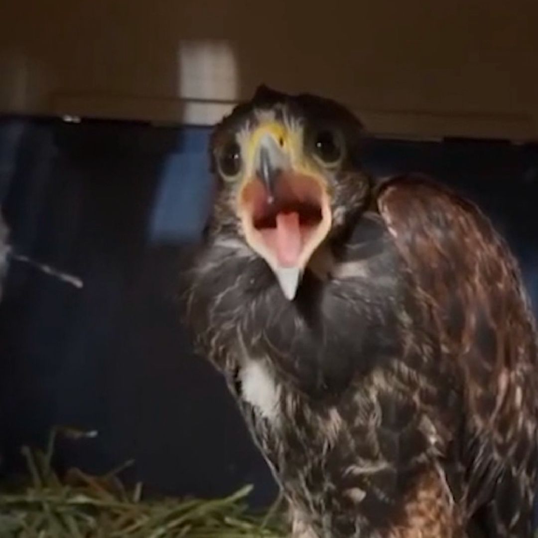 Murieron 65 animales de los asegurados en el tianguis El Baratillo