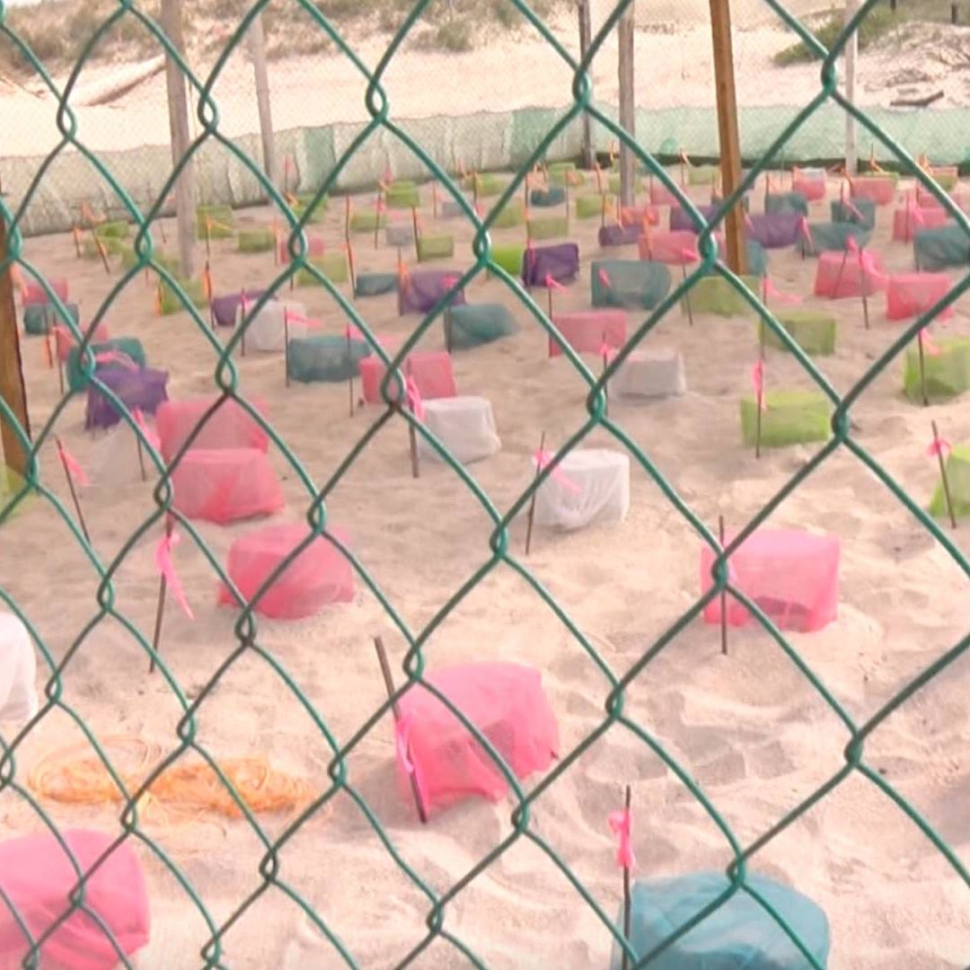 Inicia Temporada de Liberación de Tortuga Lora en Costas de Tamaulipas