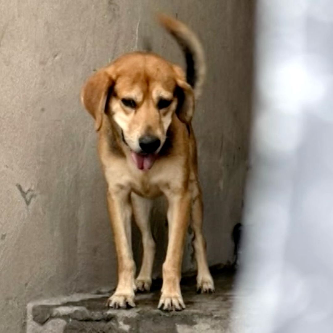 El perro se encontraba en la vía pública sin correa