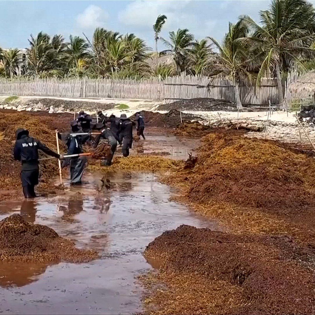 Tulum, Quintana Roo, Enfrenta Crisis por Recale Histórico de Sargazo