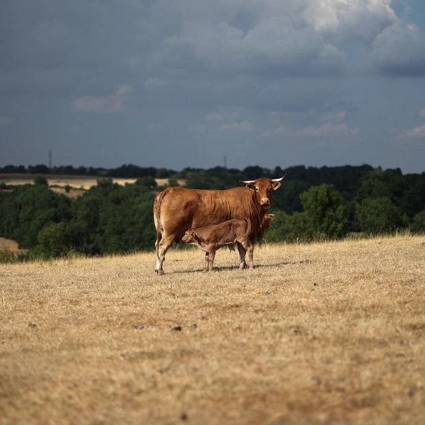 Vaca en Niza, Francia