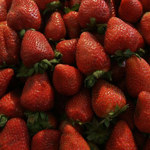 Cultivo de fresas en México