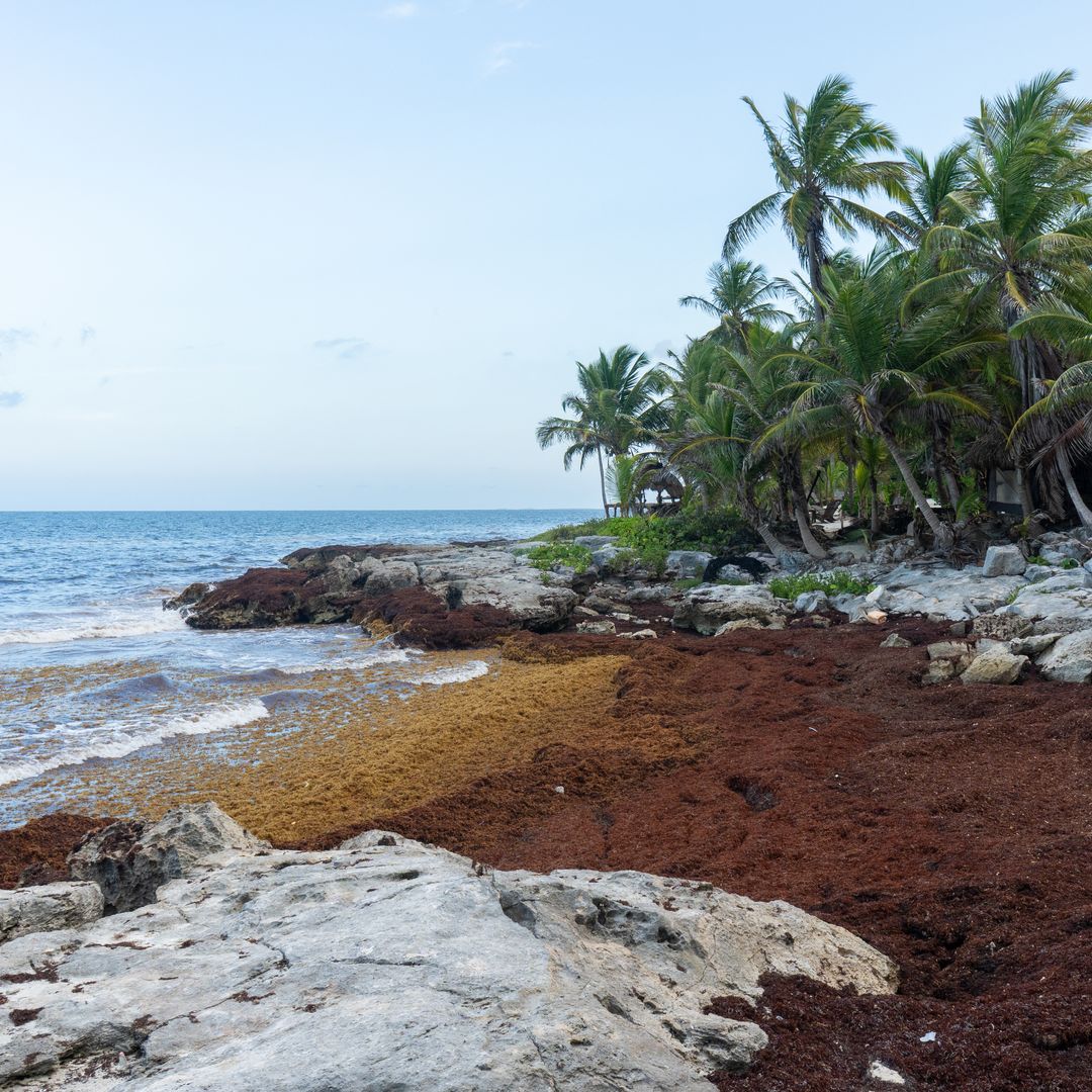 Playas con Más Sargazo en México. Foto: AFP