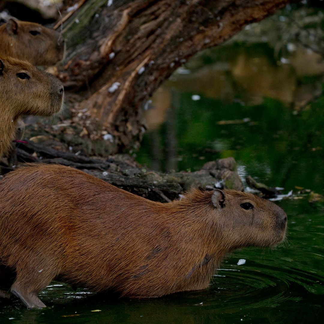 Manada de capibaras. Foto: AP