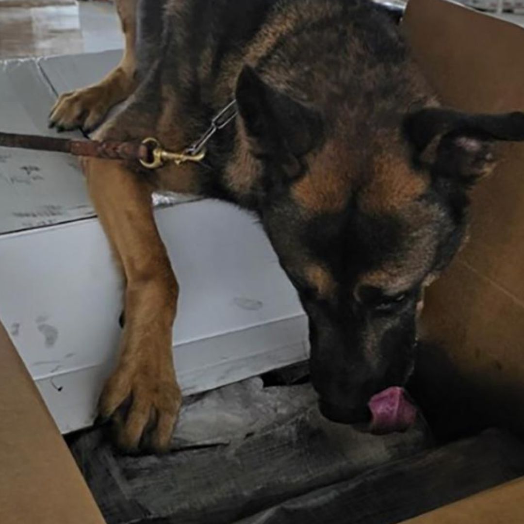 Decomisan Millonario Cargamento de Droga Ocultos en Zona de Exportación en Tijuana, BC