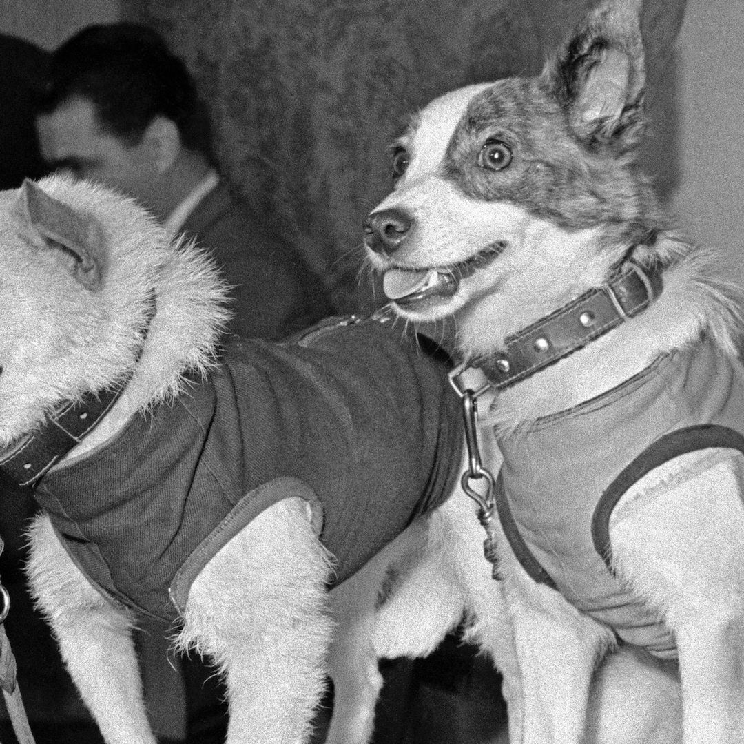 Belka y Strelka