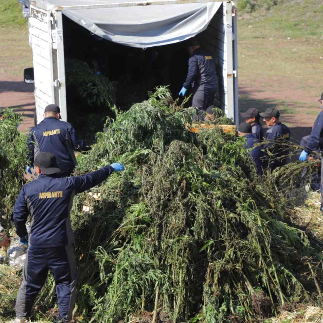 La droga fue destruida por elementos de Seguridad.