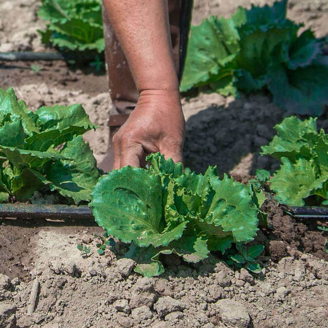 Producción de lechuga en 2021. Foto: Cuartoscuro | Archivo