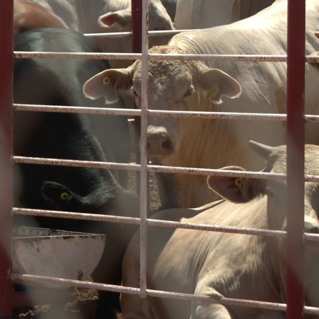 Suspenden Temporalmente Exportación de Ganado a EUA por Detección de un Afta en Animal