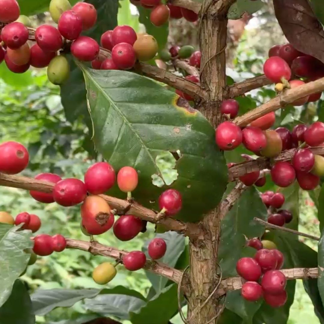 Plantío de café en Coatepec, la capital del café en Veracruz