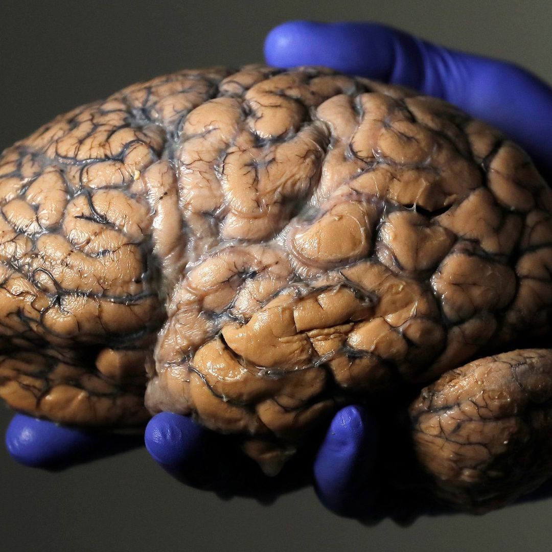 Cerebro Humano cuánto pasa.