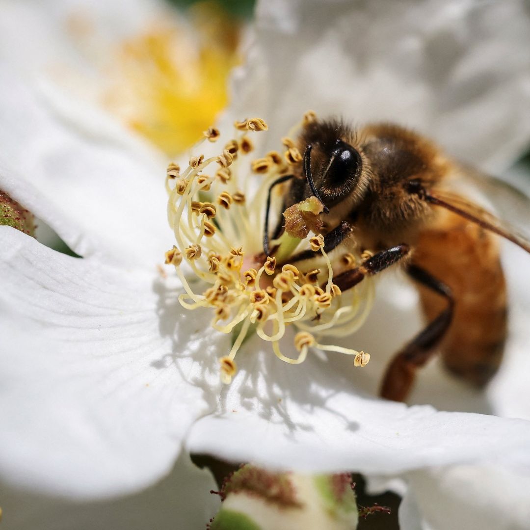 Abeja se posa sobre flor. Cuántos Ojos tienen las abejas, rango visibilidad