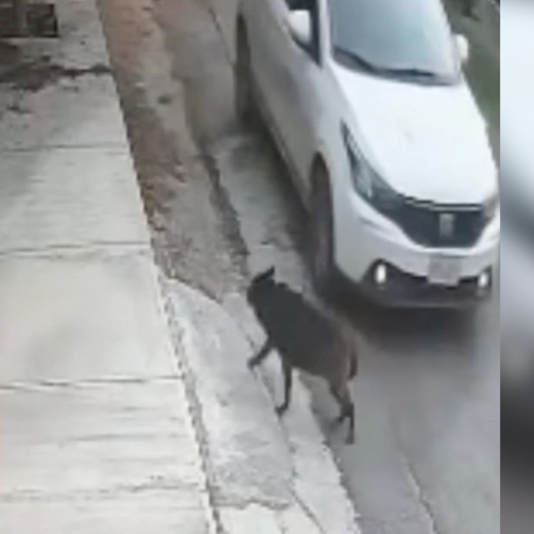 Detienen a hombre por atropellar a perra en Saltillo