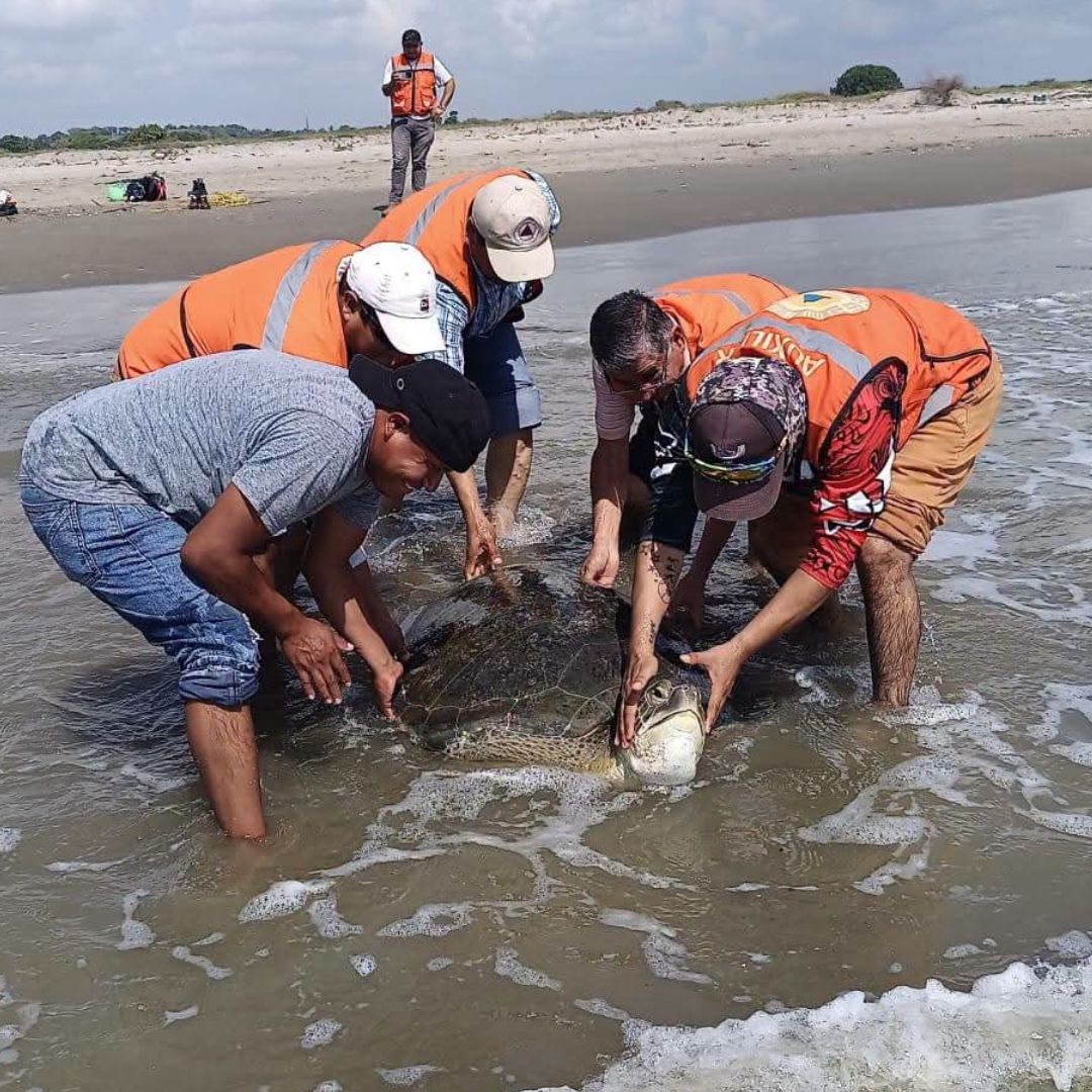 Tortuga es Rescatada tras Quedar Varada en Playa de Veracruz