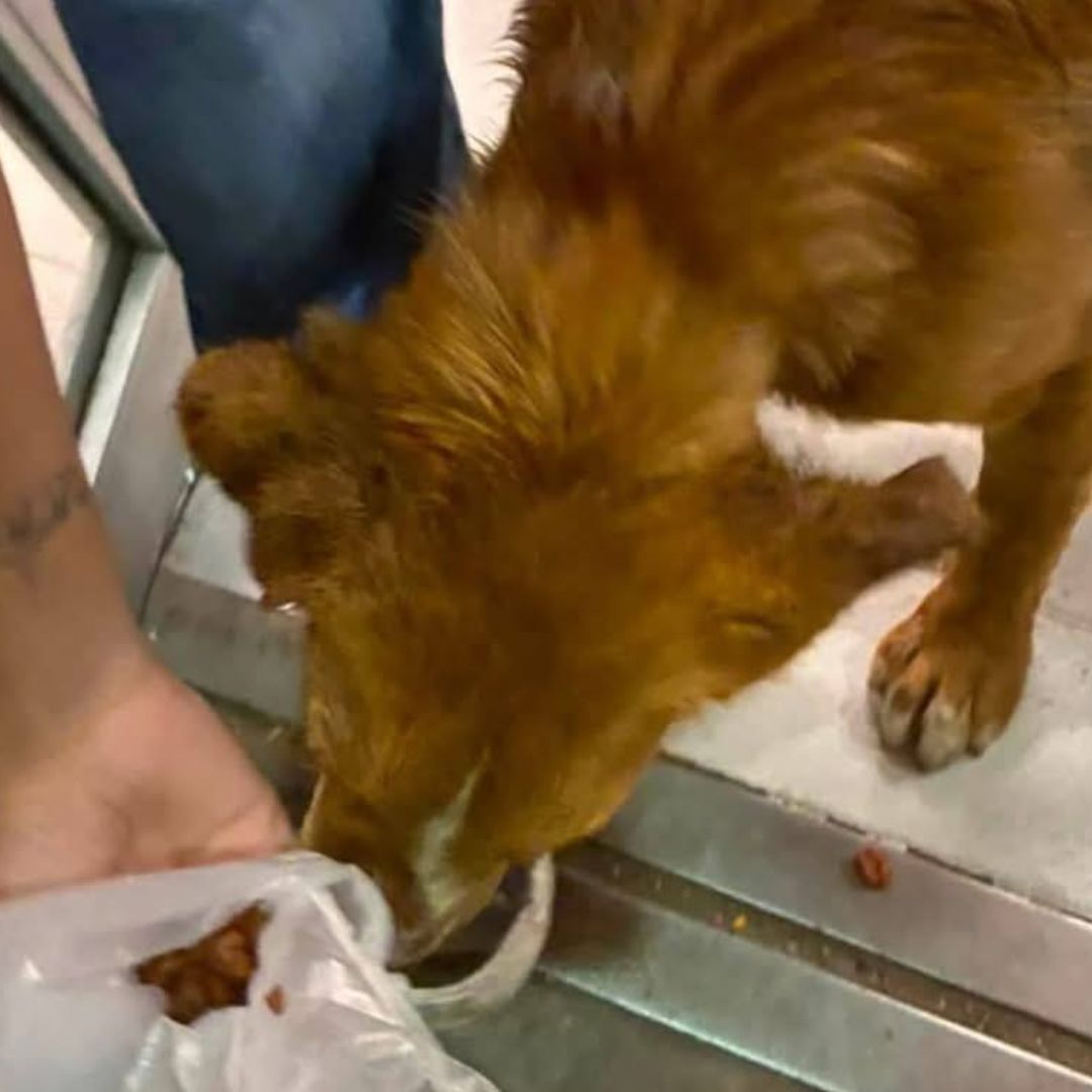 Esquitero Presuntamente Lanza Caldo Caliente a un Perro en Colonia Playa Linda Zona Norte Ciudad Veracruz