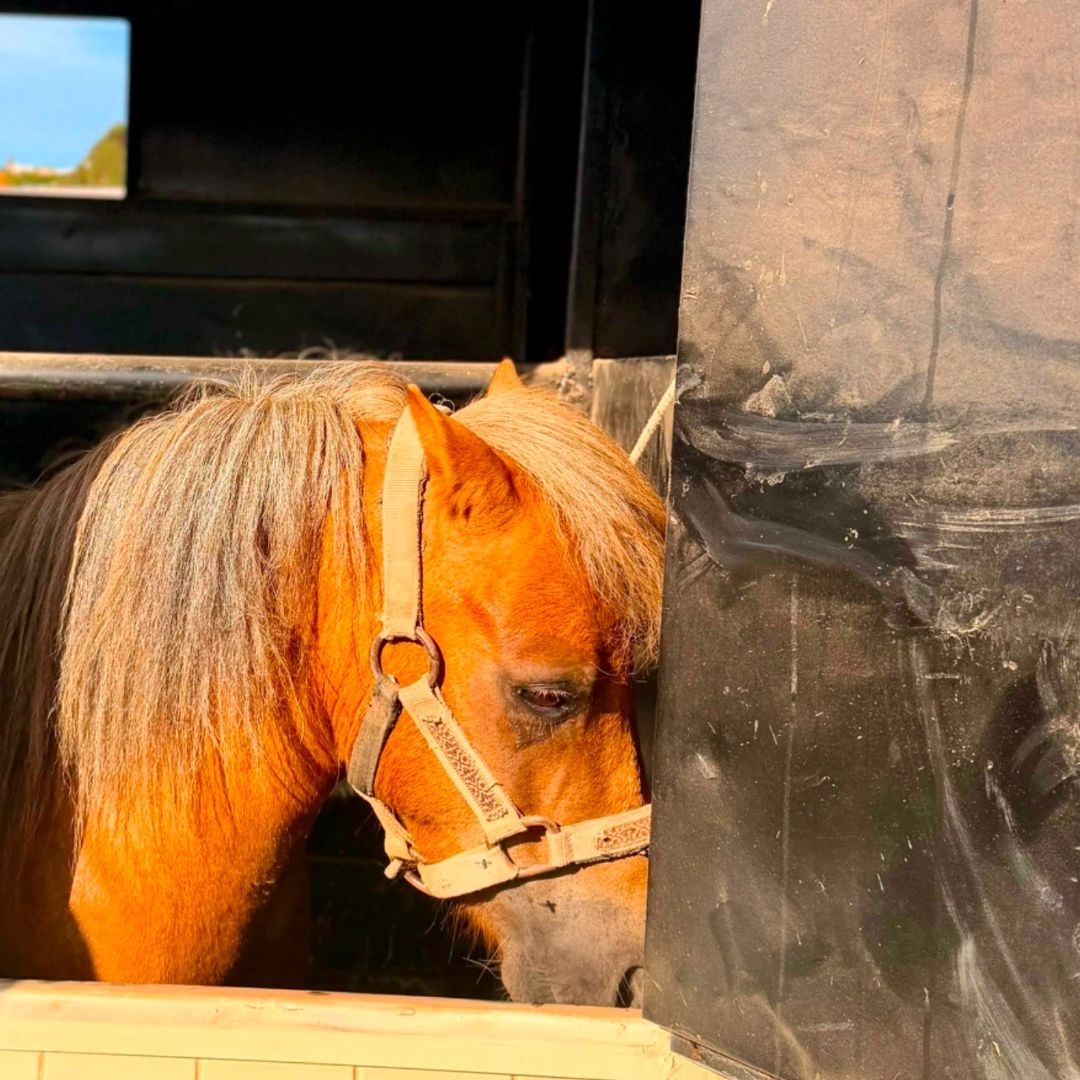 Rescatan a Pony Presuntamente Maltratado en Ensenada