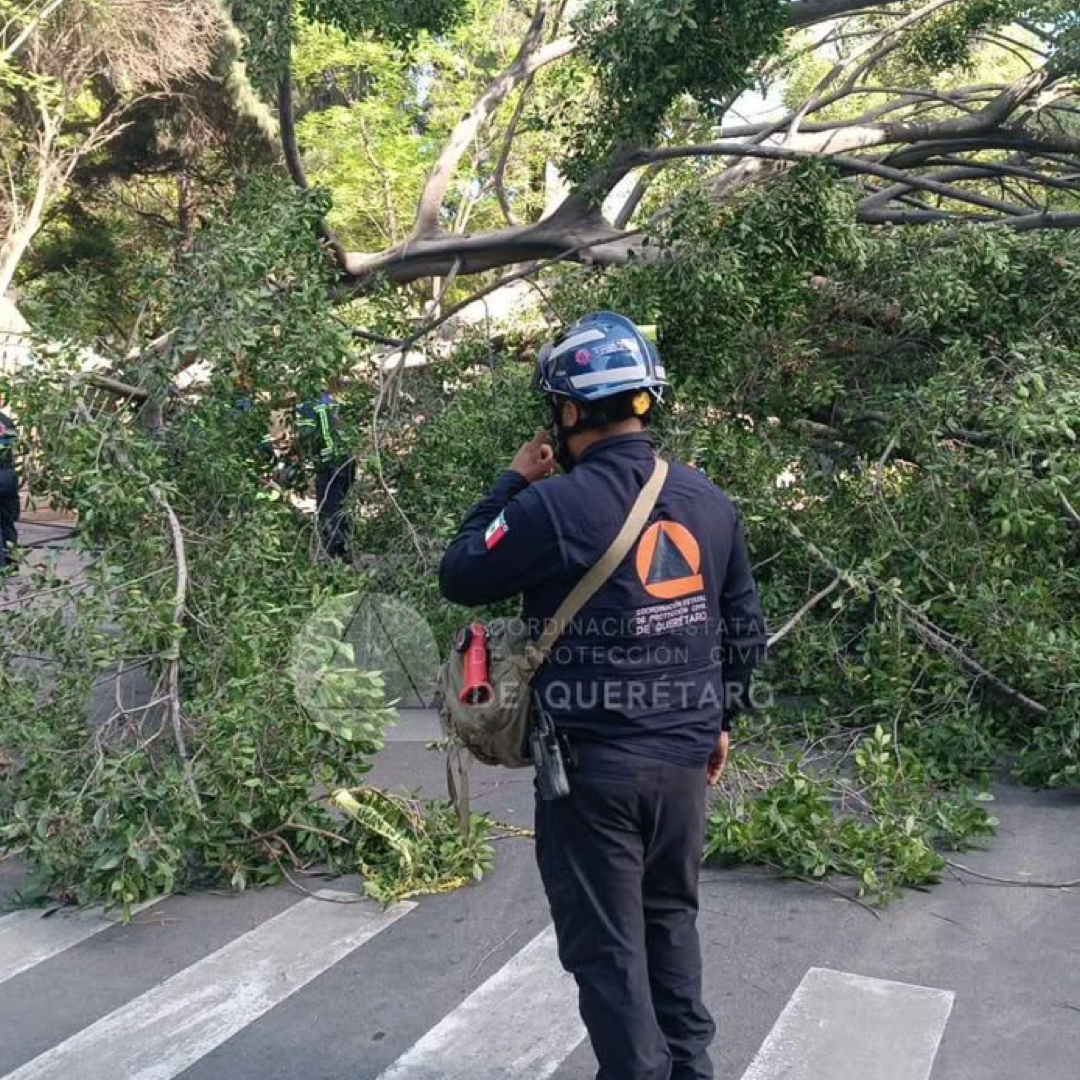 Tragedia en Querétaro: Árbol Cae Sobre Vehículos y Deja Una Persona sin Vida