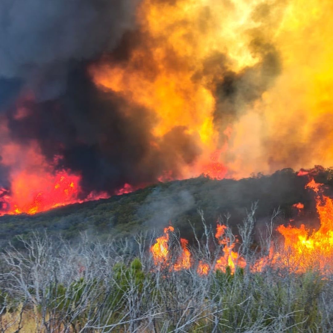 Incendio Forestal Afecta 800 Hectáreas en Valle de la Trinidad, Ensenada