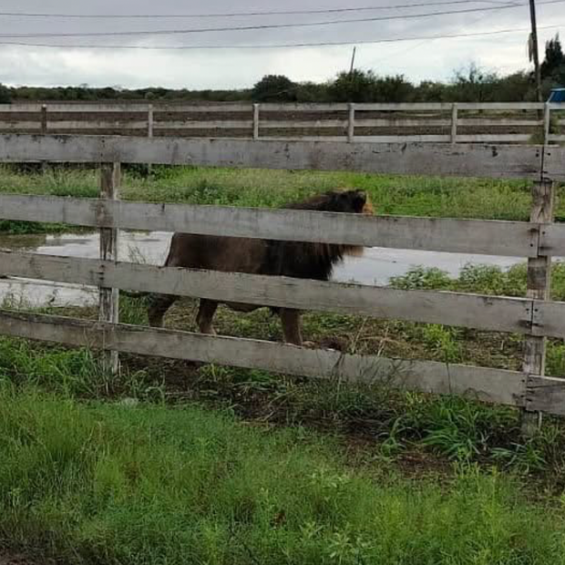 Localizan a León Reportado en el Ejido Bartolina de Matamoros