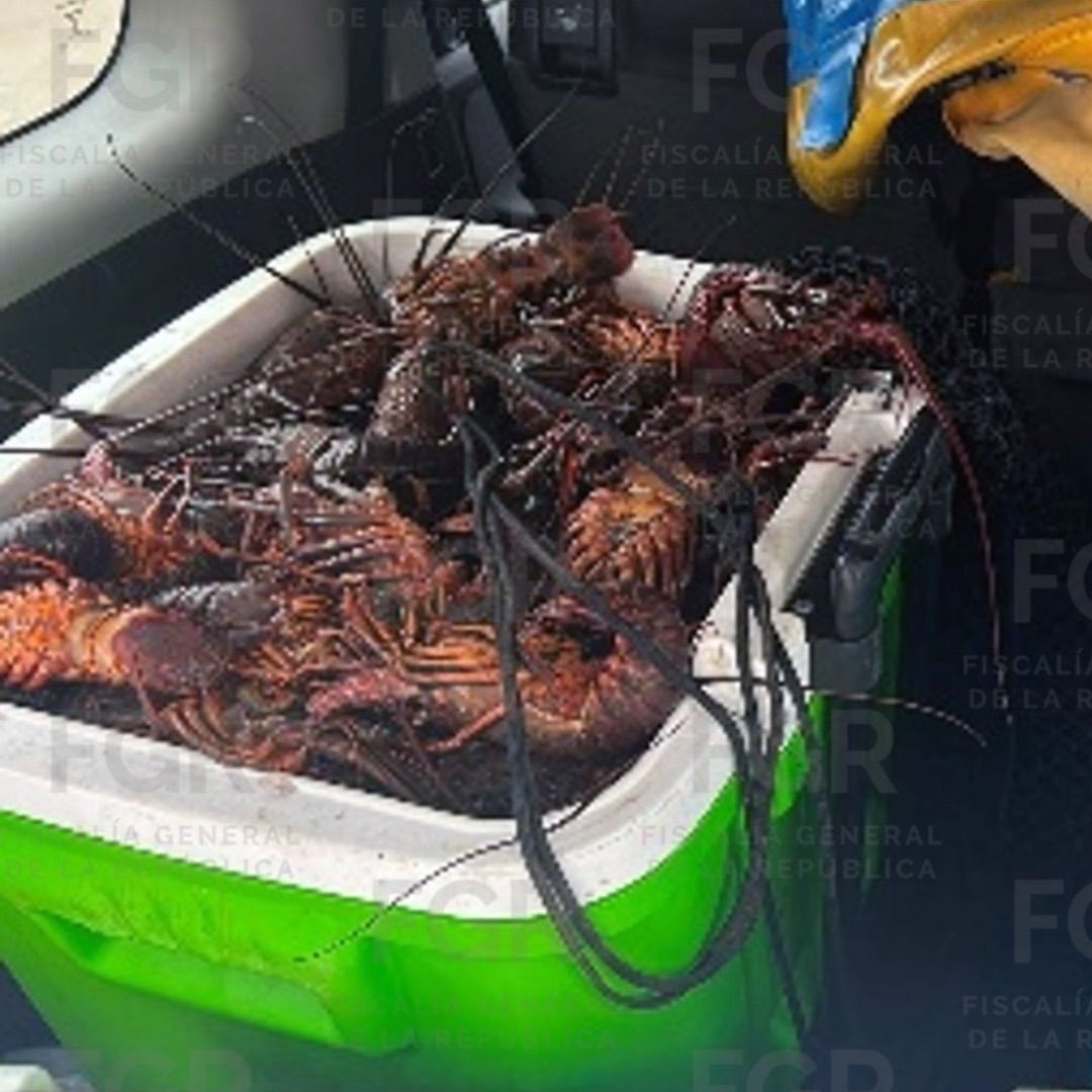 Vinculan a Proceso a Cuatro Personas por Captura de 222 Langostas en Veda en Ensenada