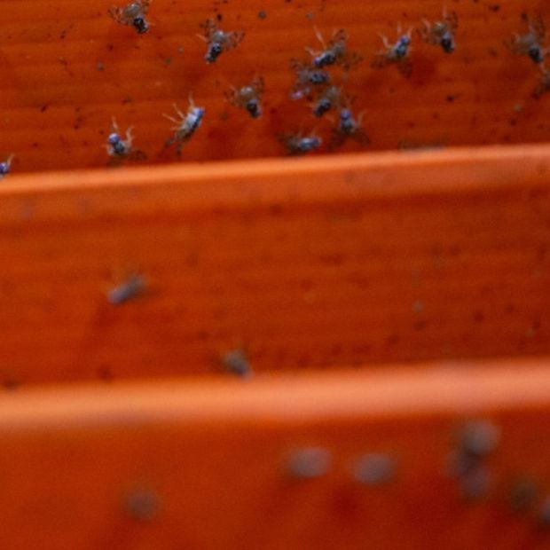 Vecinos de la CDMX han denunciado una plaga de bichos trips en CDMX.