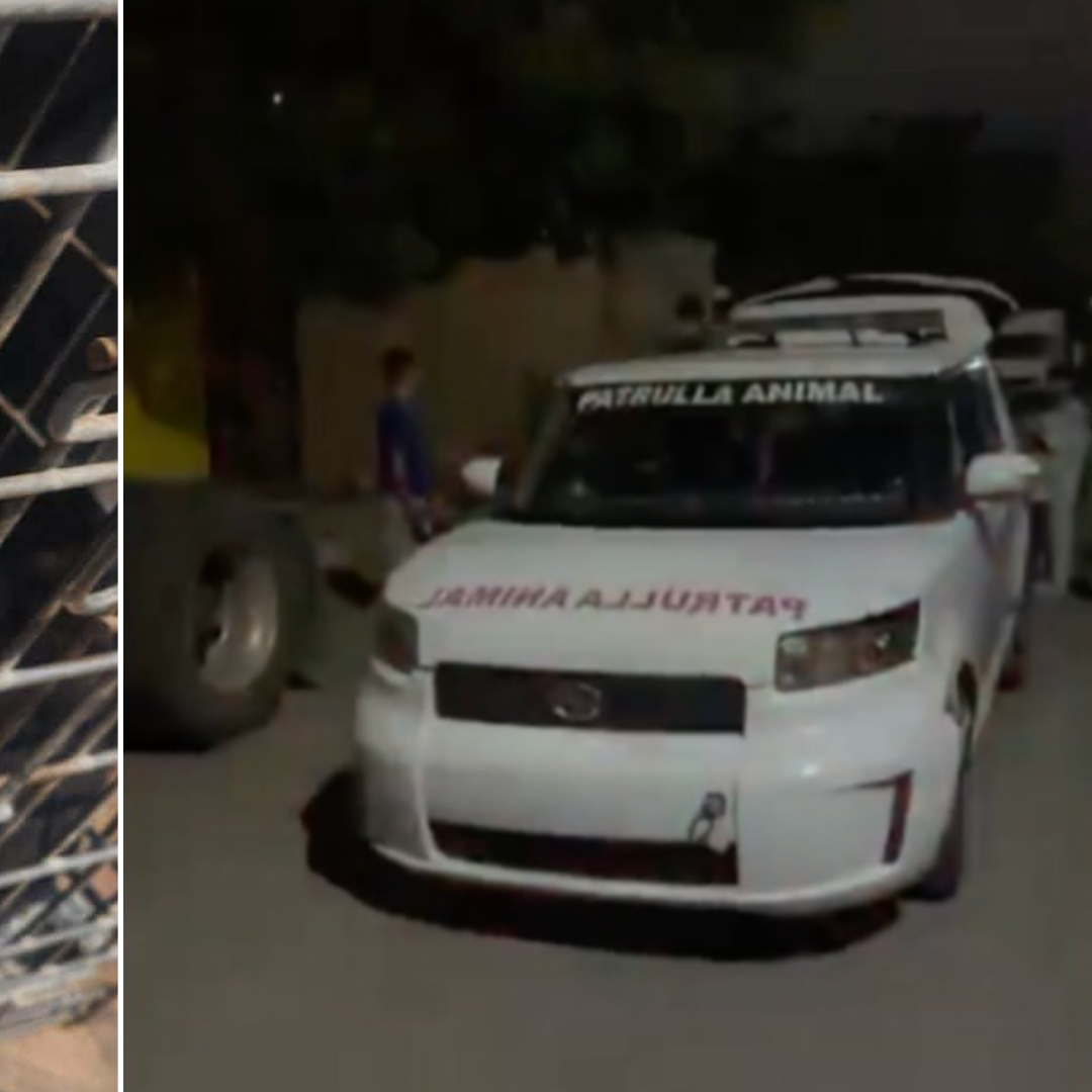 Investigan Caso de Perrita Agredida con Agua Hirviendo en Hermosillo, Sonora