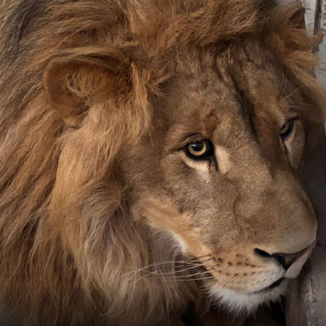 Capturan a un León en Valle Redondo; Investigan su Procedencia en Tijuana, BC