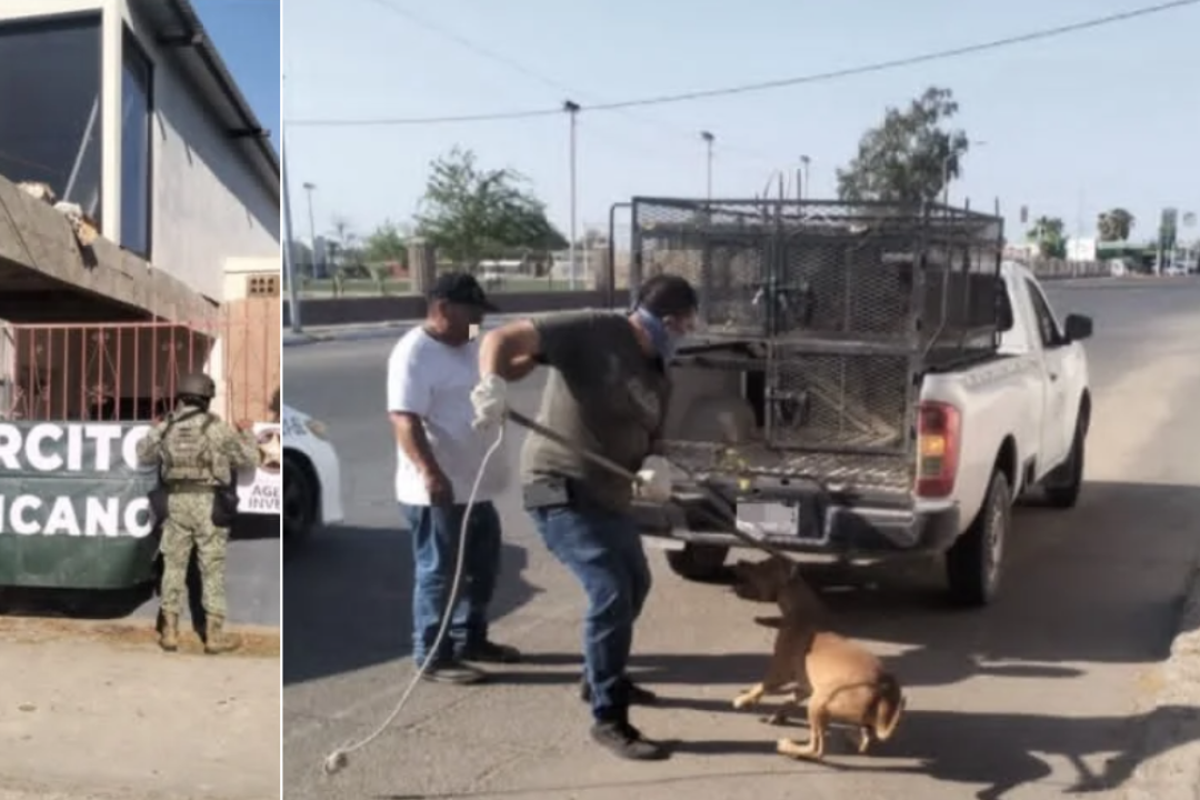 Fiscalía de Sonora Rescata a Dos Perros por Maltrato Animal en San Luis Río Colorado