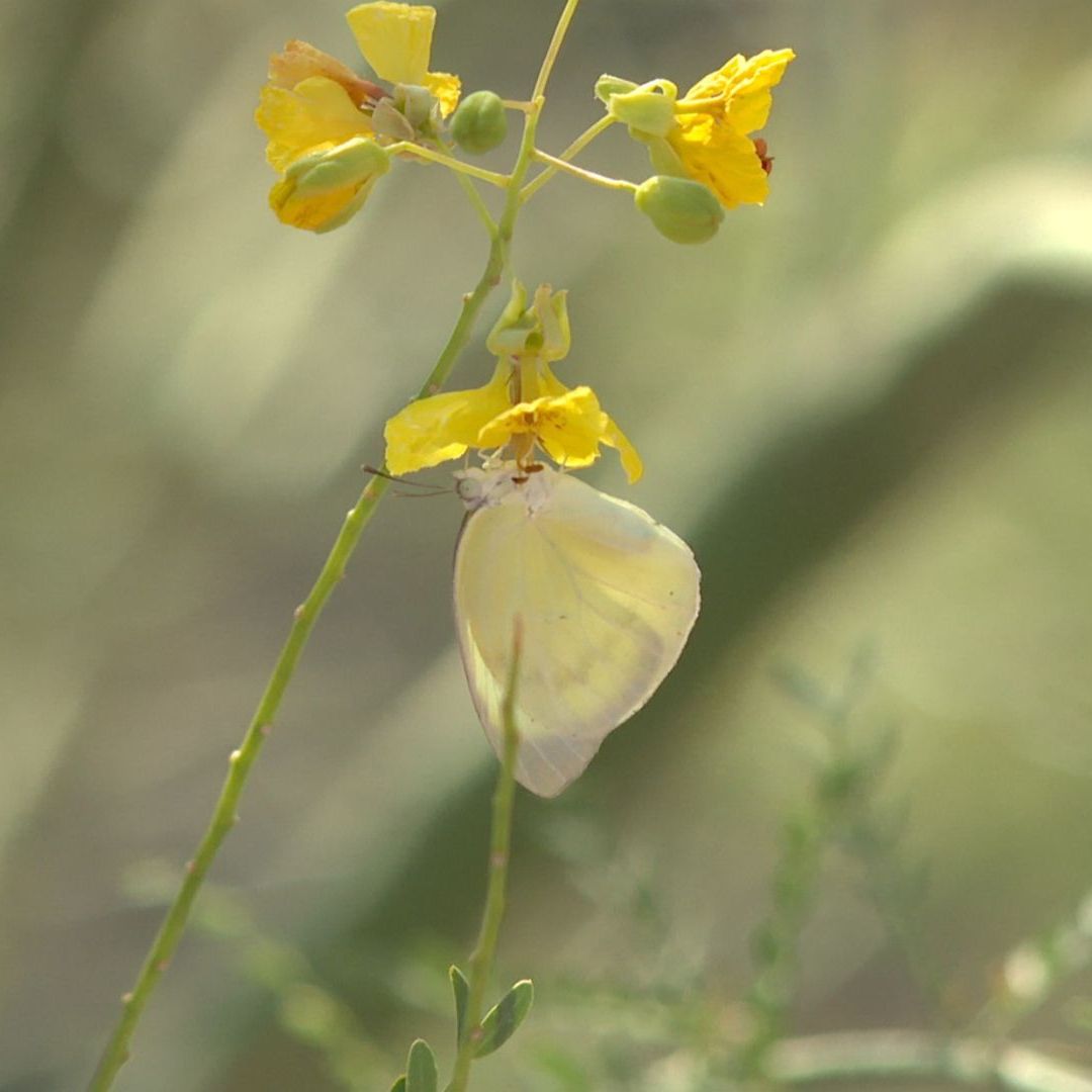 Mariposas Amarillas en Hermosillo