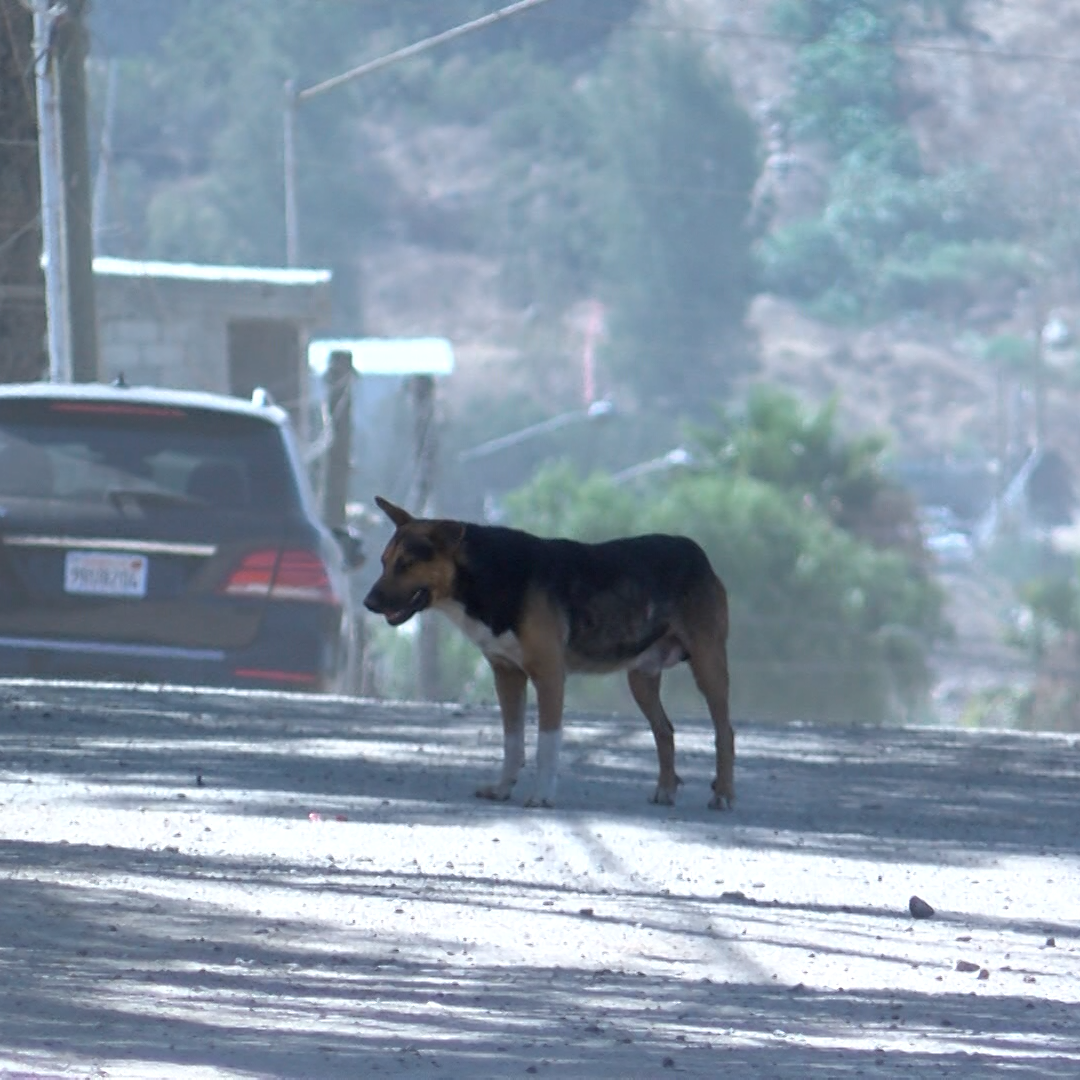 Exponer a Mascotas al Calor Extremo Puede Tener Consecuencias Legales en Baja California