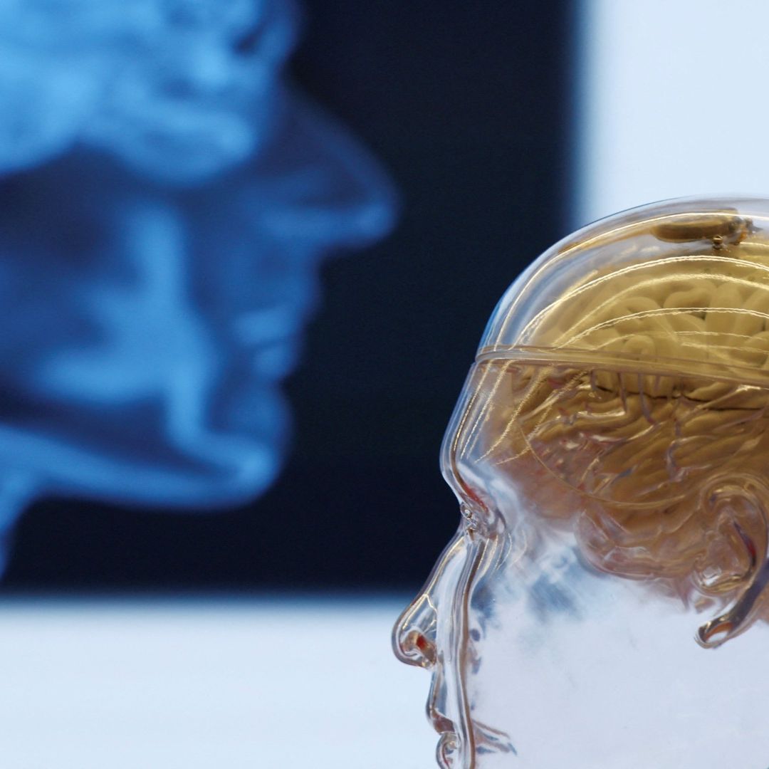 Modelo 3D de un cerebro. Qué es la Materia Gris y Cómo Tener Más