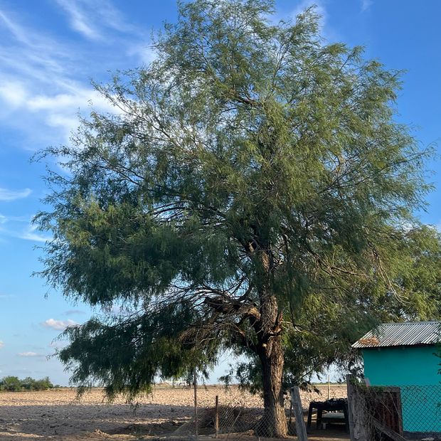 El Árbol de Mezquite en Tamaulipas: Su Importancia en la Producción de Miel