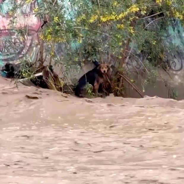La Historia de Morocho: El Perro Sobrevivió a Inundación, Evitó Ser Atropellado y Fue Rescatado