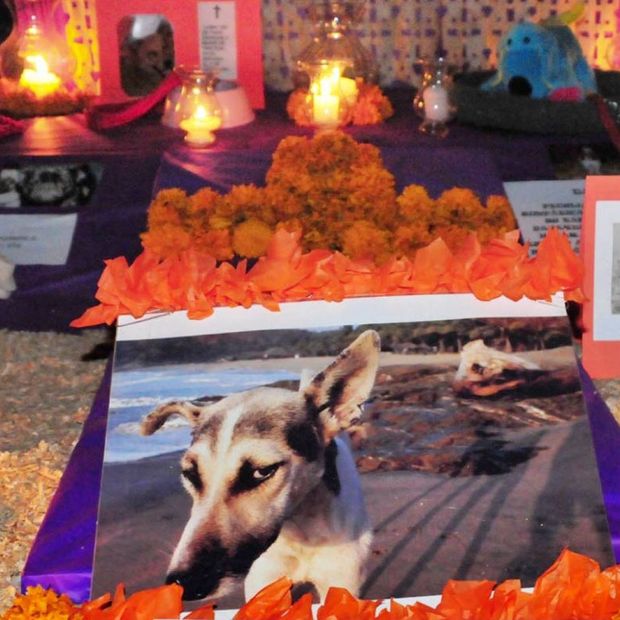 Ofrenda a perritos en Día de Muertos 2026. A qué hora llegan las almas de las mascotas a visitar a sus familias