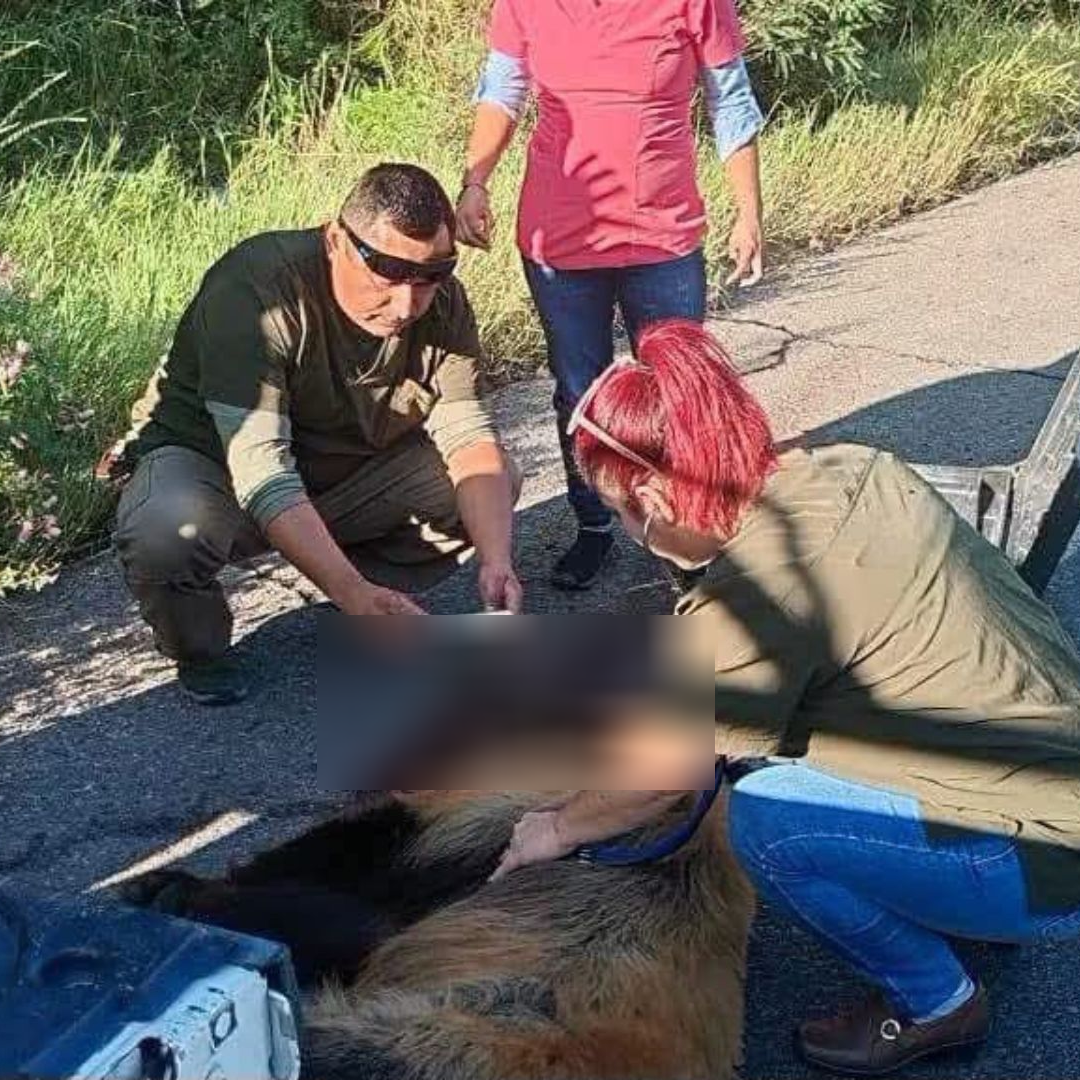 Ejemplar de Oso es Atropellada en Carretera Ímuris-Cananea en Sonora