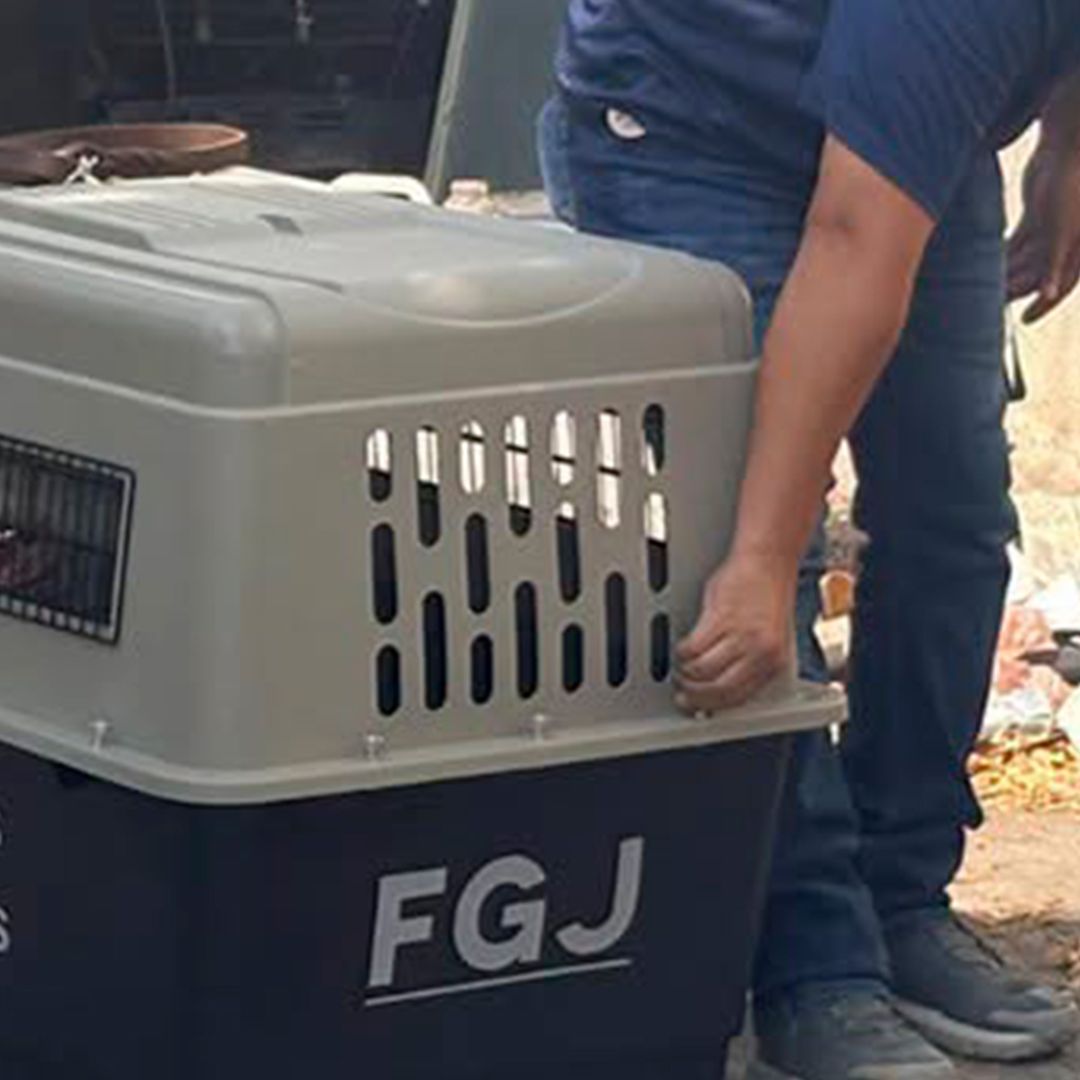 Aseguran Perro en Inmueble de Ciudad Victoria por Investigación de Crueldad Animal