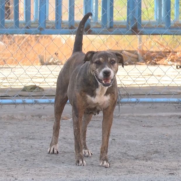 Perros en situación de calle deambulando por vialidades de Mexicali
