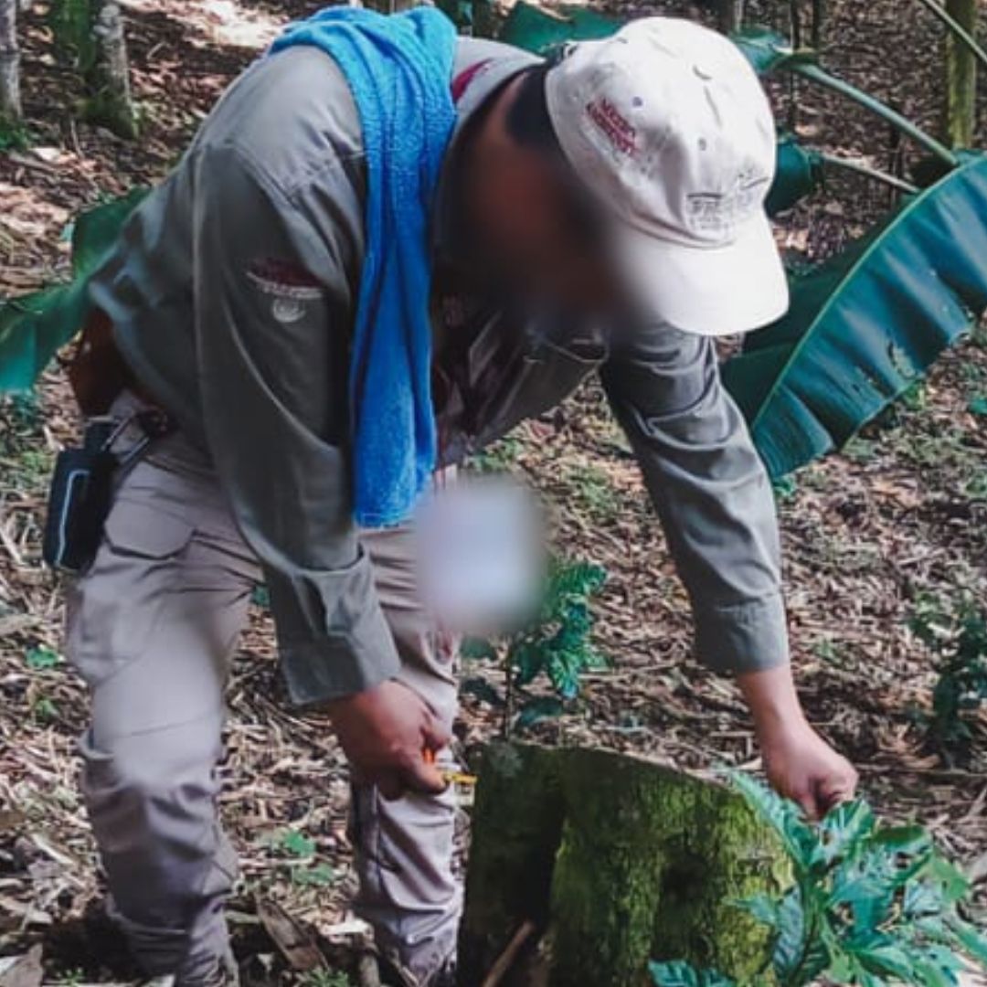 PROFEPA Clausura Actividades de Derribo Forestal en Coatepec, Veracruz
