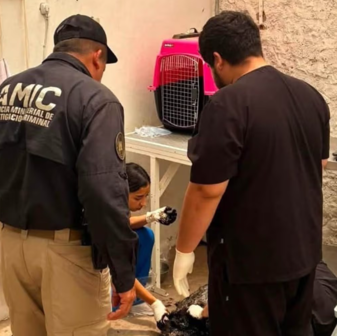 Perro en Situación de Calle Resultó con Quemaduras tras Caer en Depósito de Chapopote en Cajeme
