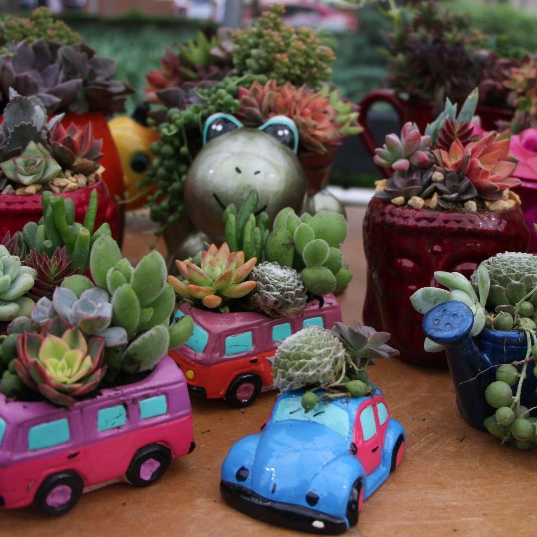 Plantas Suculentas. 10 Plantas Medicinales y qué síntomas alivian