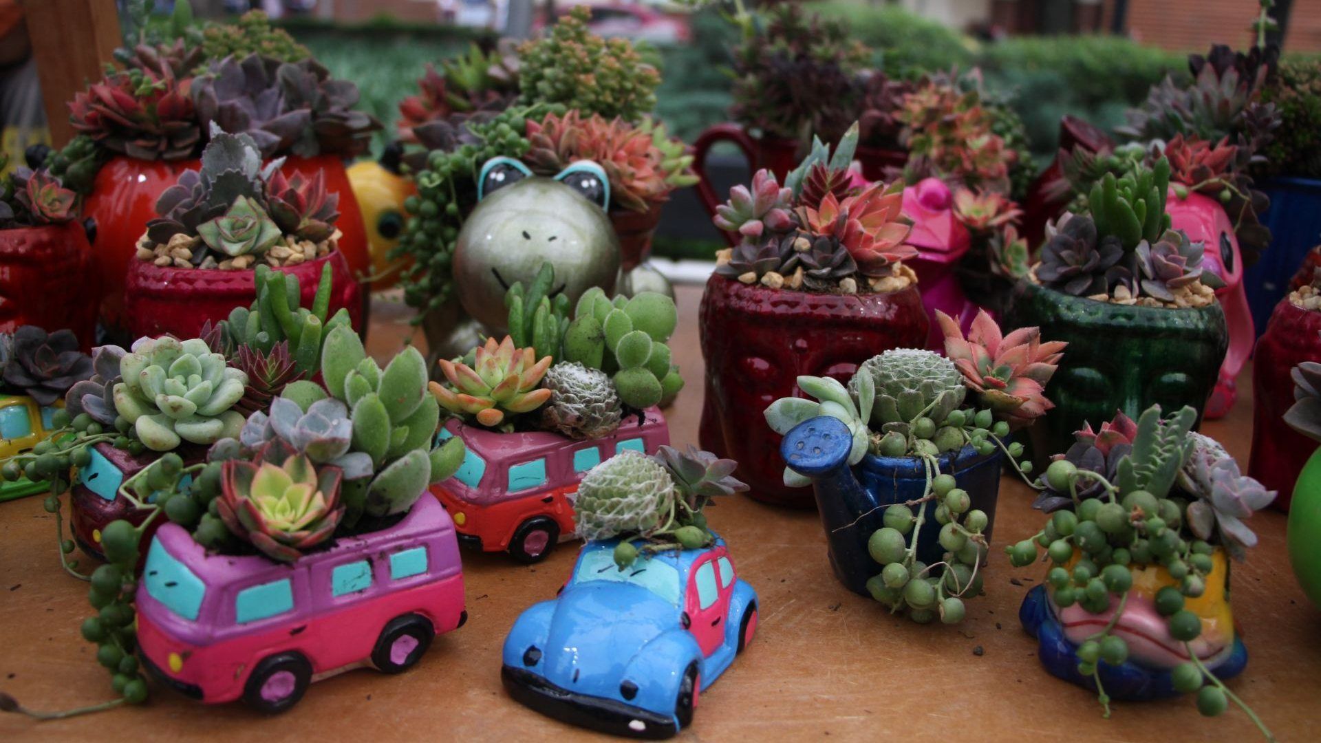 Plantas Suculentas. 10 Plantas Medicinales y qué síntomas alivian