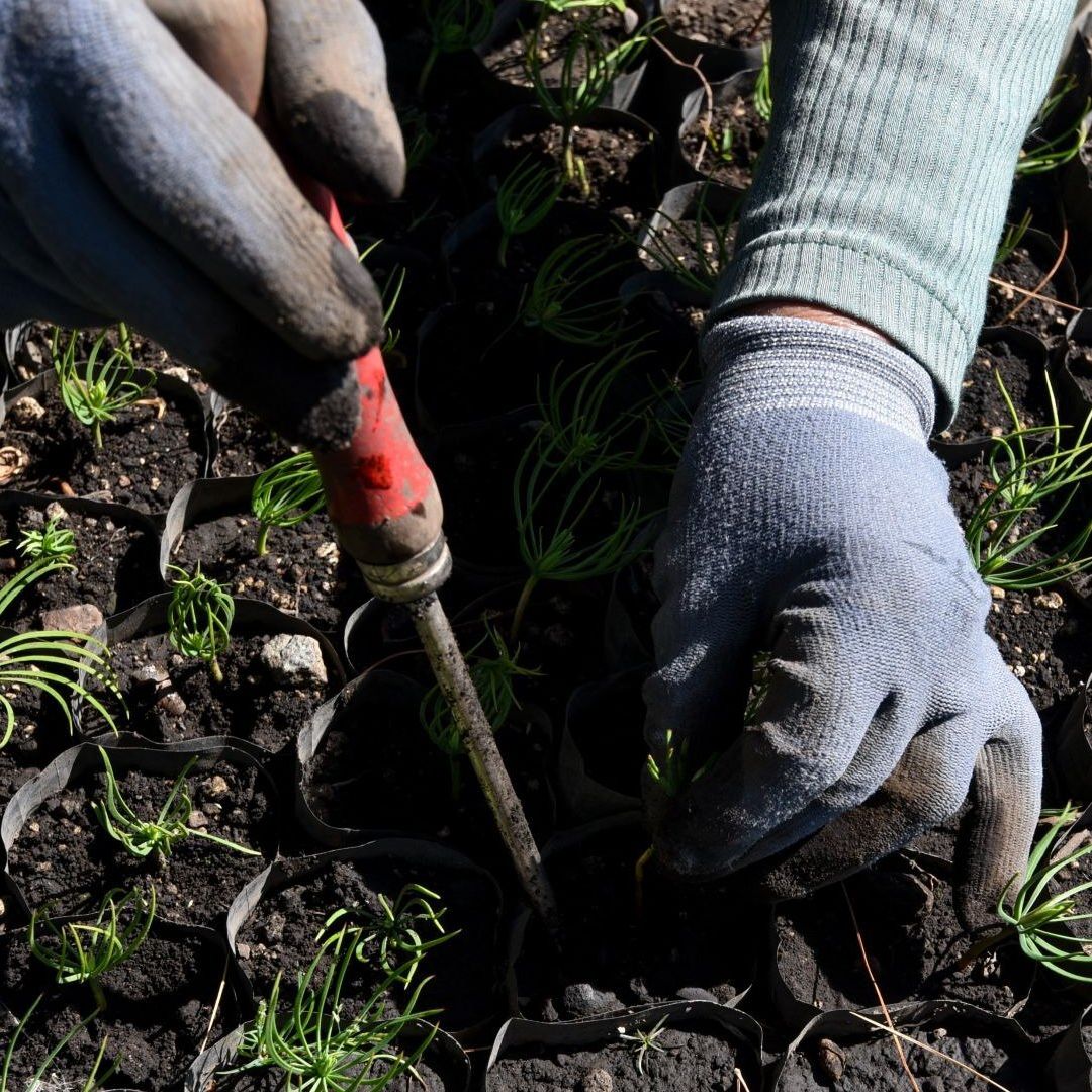 Siembra de Plantas. Conoce qué plantas se deben sembrar en Junio en México