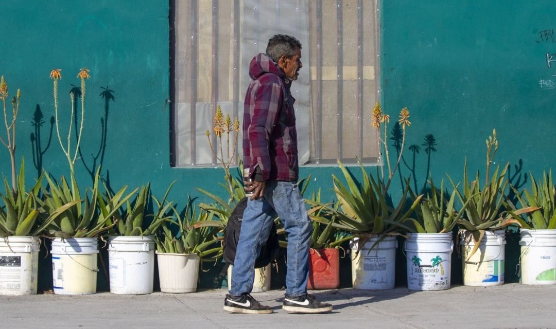 Plantas para Purificar Aire