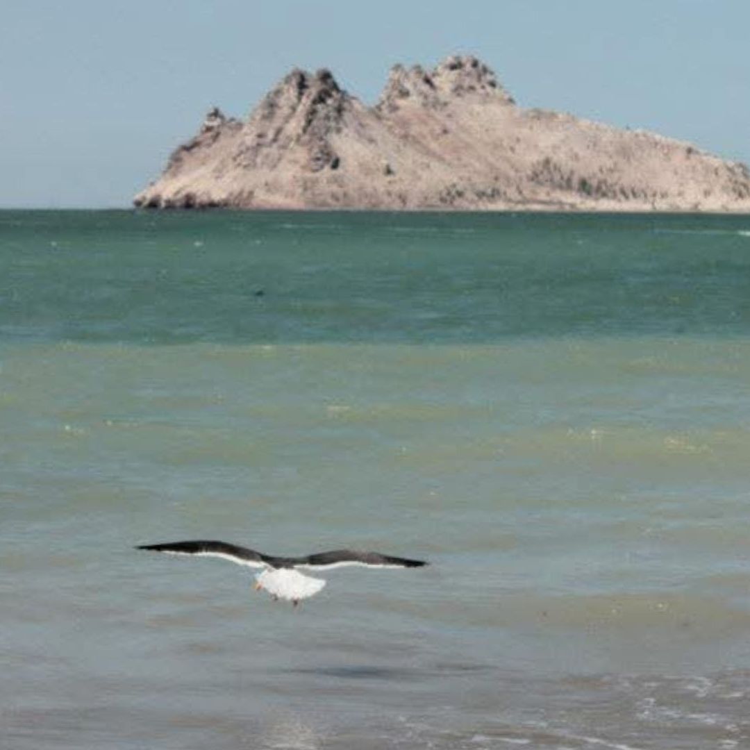 Vacaciones en Sonora 2026: Estas 13 Playas Cumplen con la Calidad del Agua Según Coesprisson