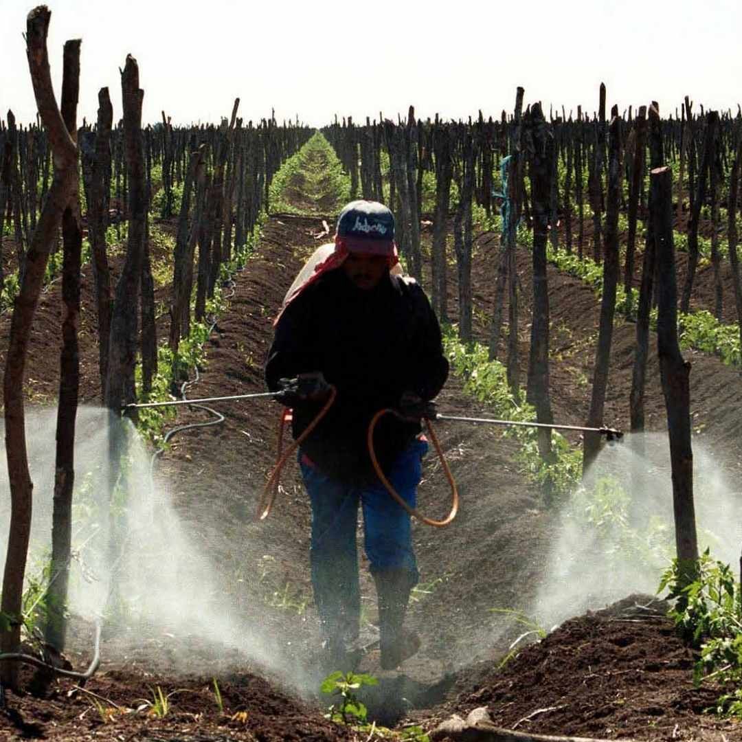 Cuánto Paga Producción para el Bienestar en 2026: Monto para Hombres y Mujeres.