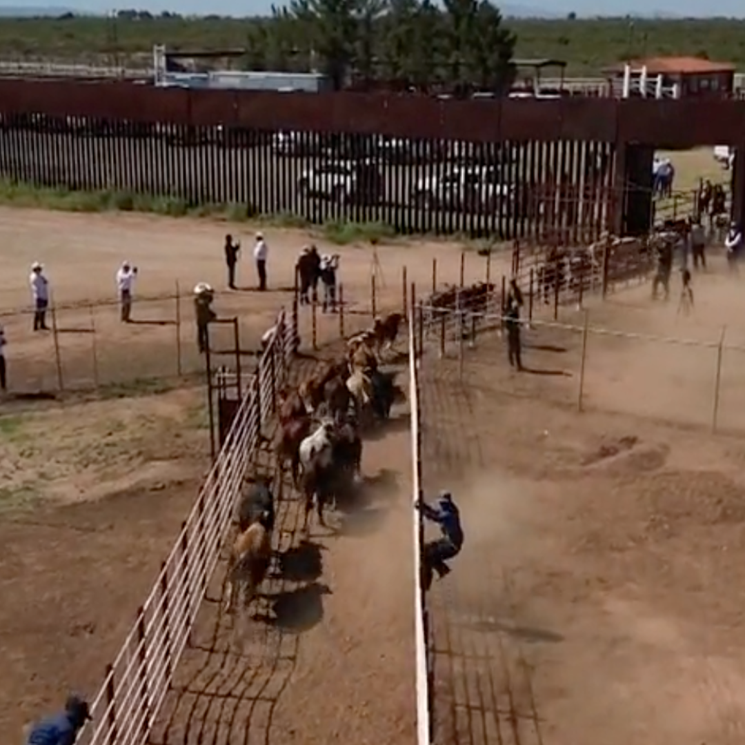 Se Reanuda la Exportación de Ganado a Estados Unidos por Agua Prieta, Sonora